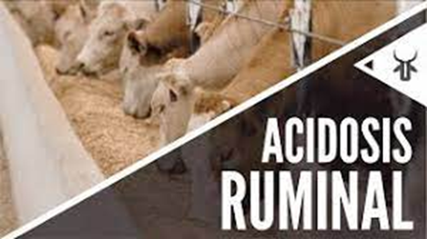 Conozca más de la Acidosis, una Enfermedad que Ataca a las Vacas Lecheras: Causas, Síntomas y Tratamientos