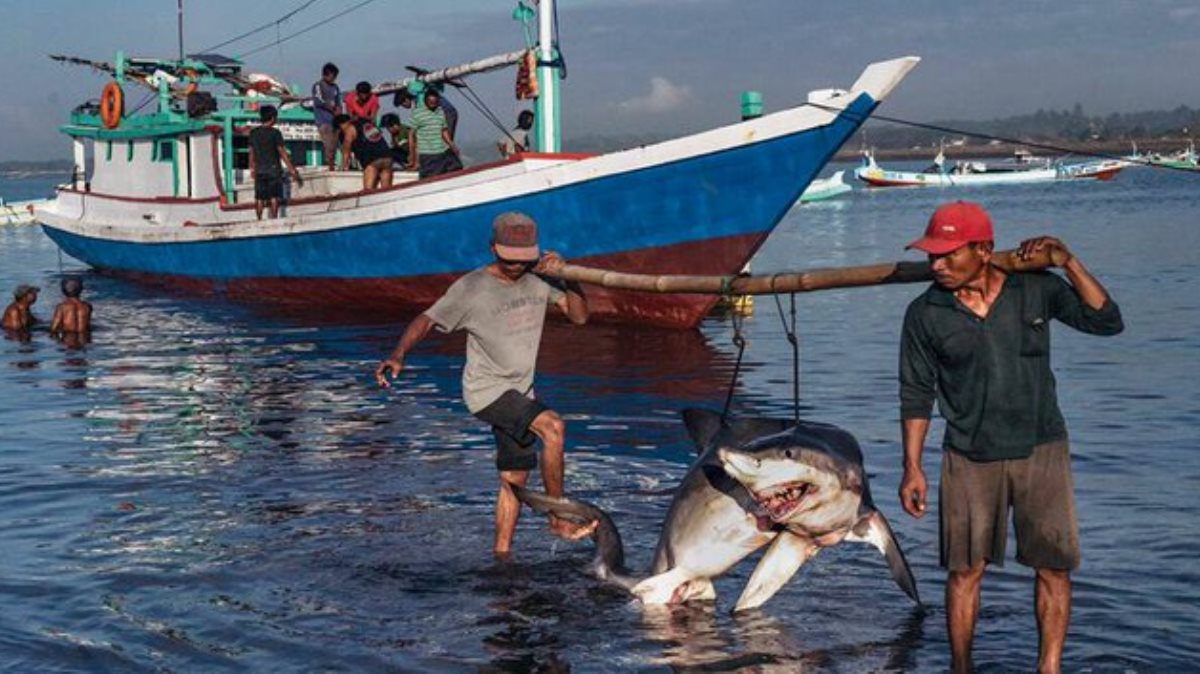 Detienen a tres hombres en el estado Sucre cargando 26 tiburones desmembrados