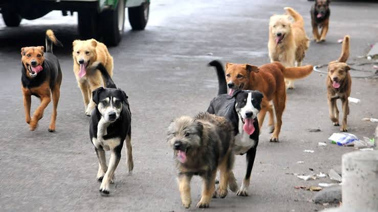 17 perros y 10 gatos fueron asesinados, les dieron comida envenenada