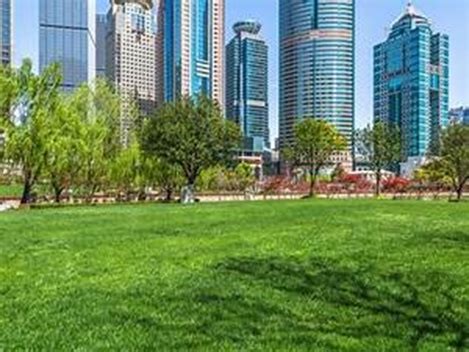 Rodear las Ciudades con Bosques: Una Solución Urbana para un Futuro Sostenible 