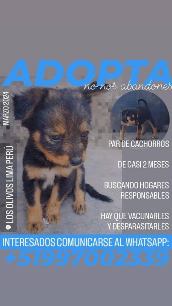 Cartelera de adopciones