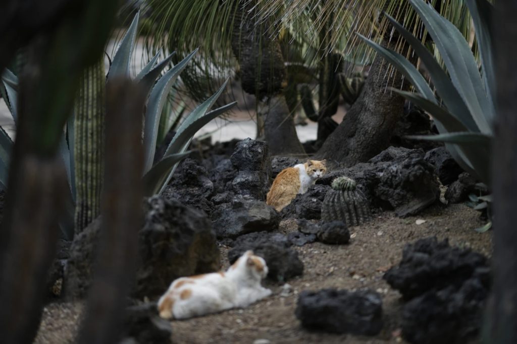Amlo declara en México a 19 gatos como “activos fijos”