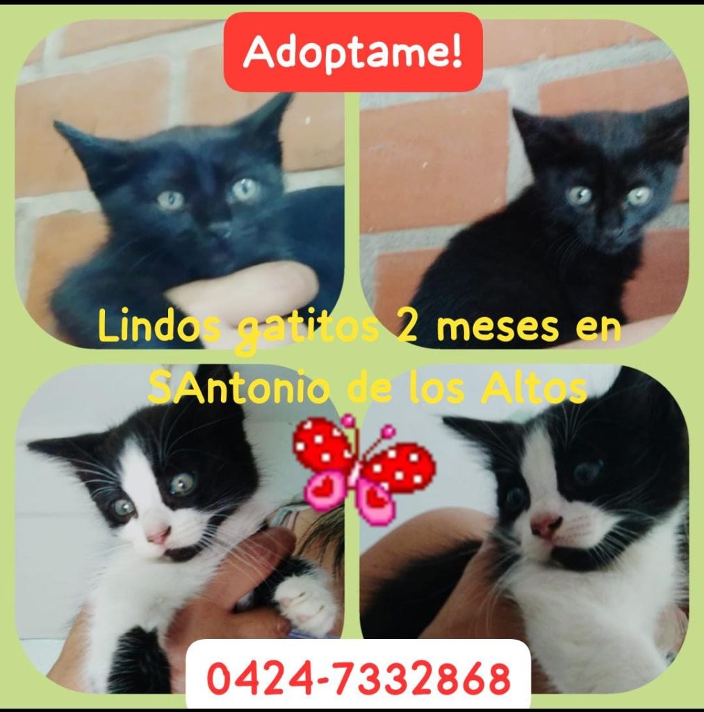Cartelera de adopciones