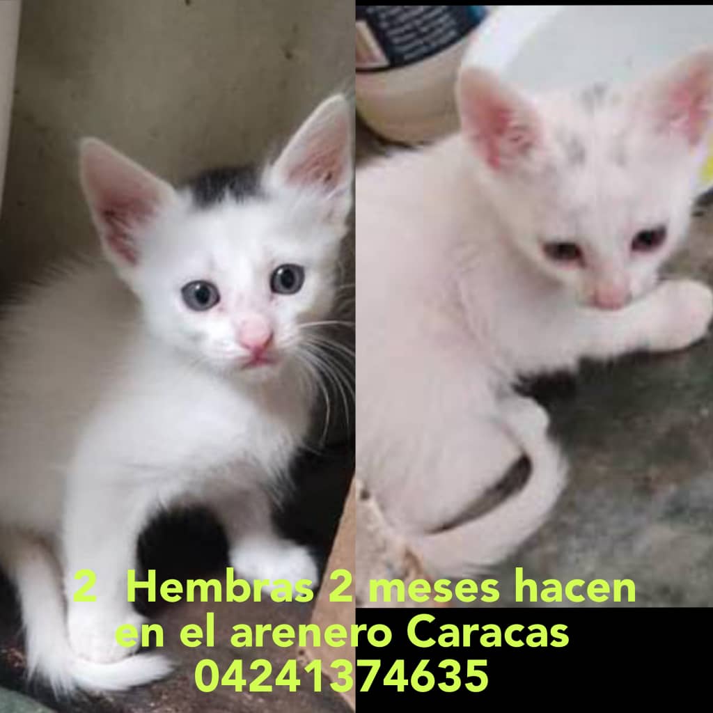 Cartelera de adopciones