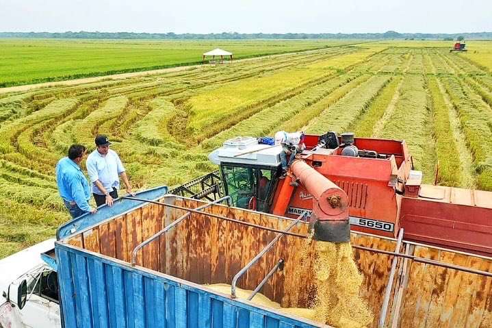 Cosecha de arroz en Guárico dará alrededor de 230 mil kilogramos