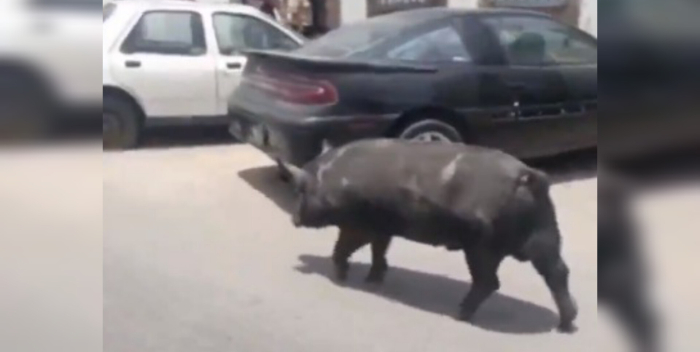 El 'Cochino Papiado' que se escapó y paseó por calles de Caracas