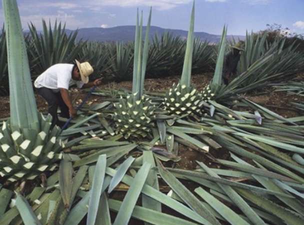 Festival de sabores aspira convertir a Falcón en destino gastronómico