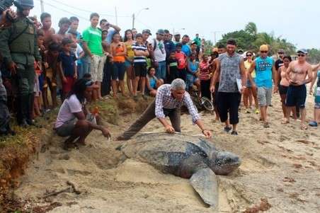 Cuerpos de seguridad custodian desove de tortuga cardón en Naiguatá