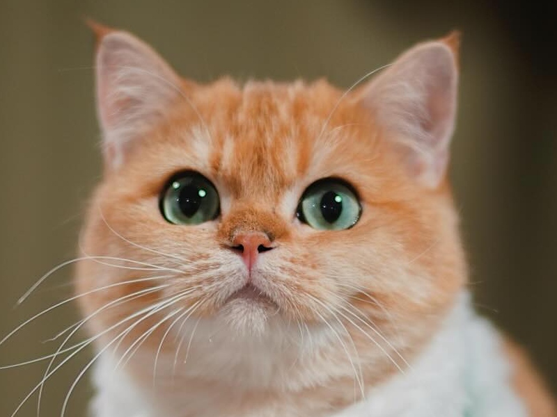 Los gatos y sus características más particulares