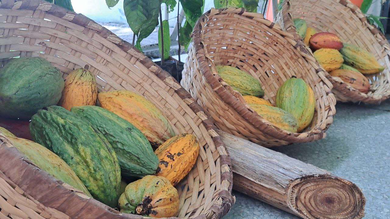 Inicia plan de rescate y conservación del cacao ancestral venezolano