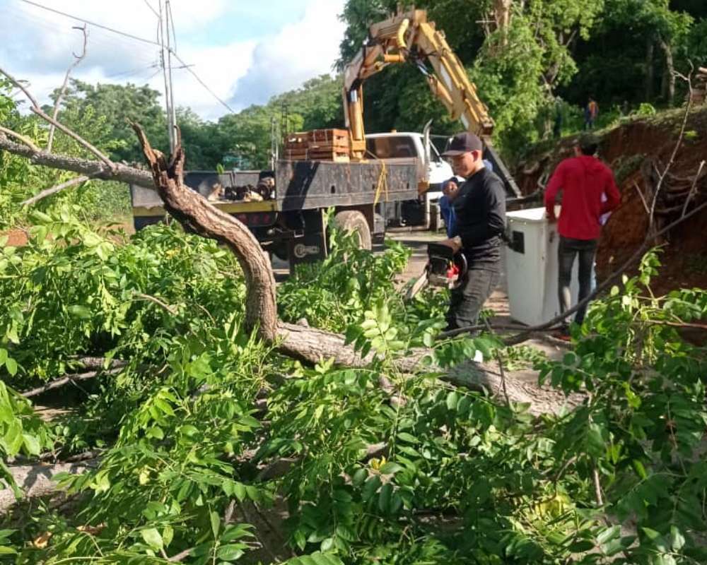 Fuertes vientos dejan viviendas afectadas y árboles caídos en Cojedes