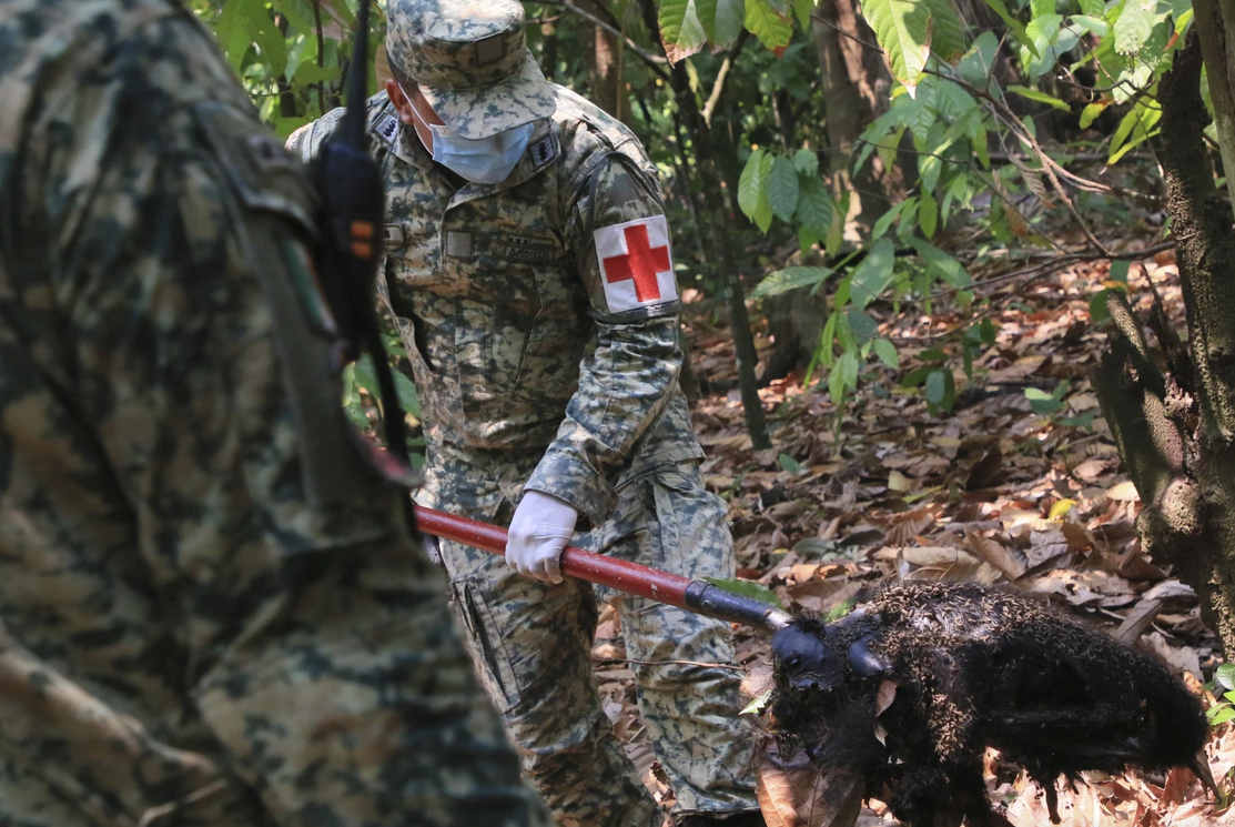 Monos se desploman de los árboles ante ola de calor en México