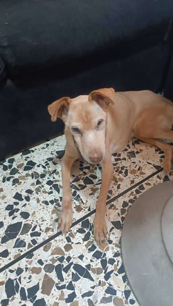 Perla y su hijo, amados hasta el último día