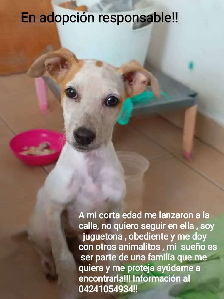 Cartelera de adopciones - Últimas Noticias