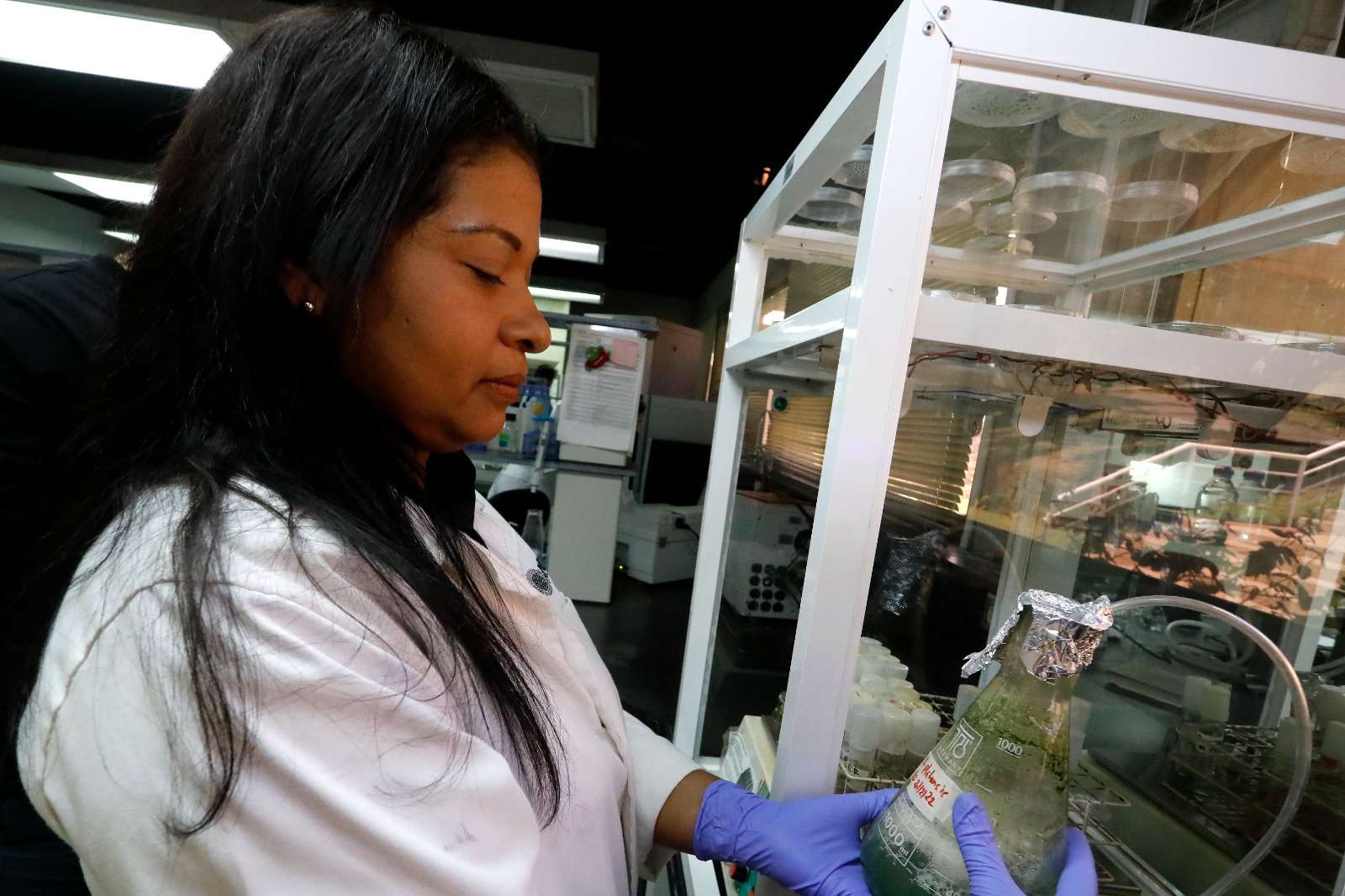 Científicos evalúan potencialidades de las microalgas