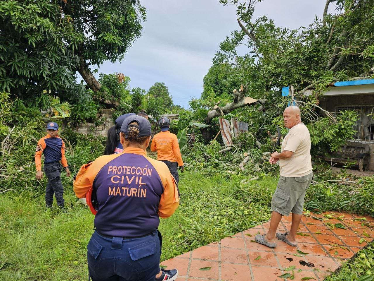 PC atendió emergencia tras la caída de gran árbol en Maturín