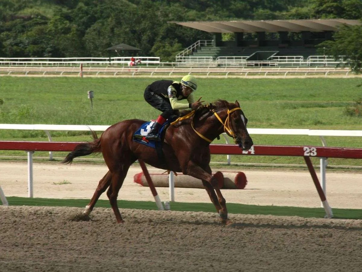 Compadre Peche va por la sorpresa