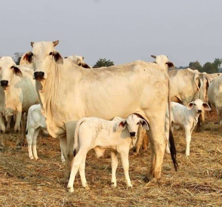 En Monagas entregan más de 10 mil vacunas contra la fiebre aftosa