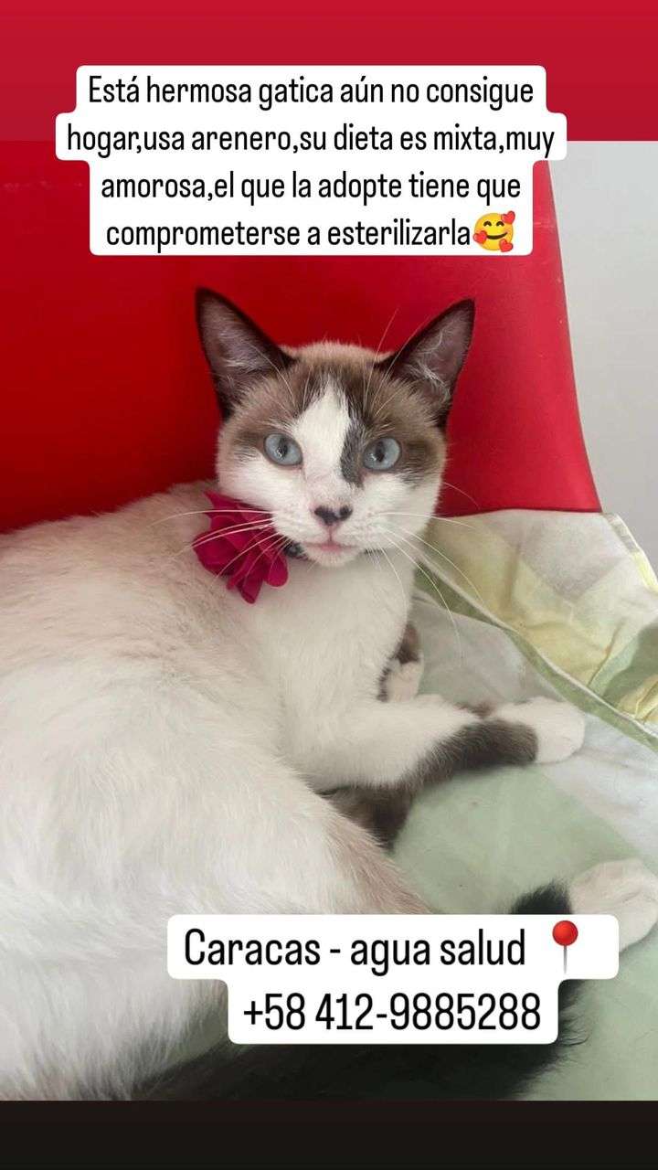 Cartelera de adopciones - Últimas Noticias