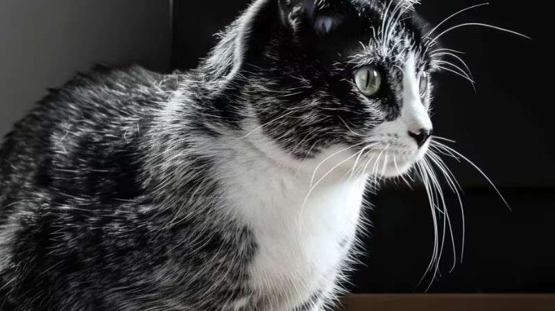 Mutación genética en gatos determina el color de su pelaje