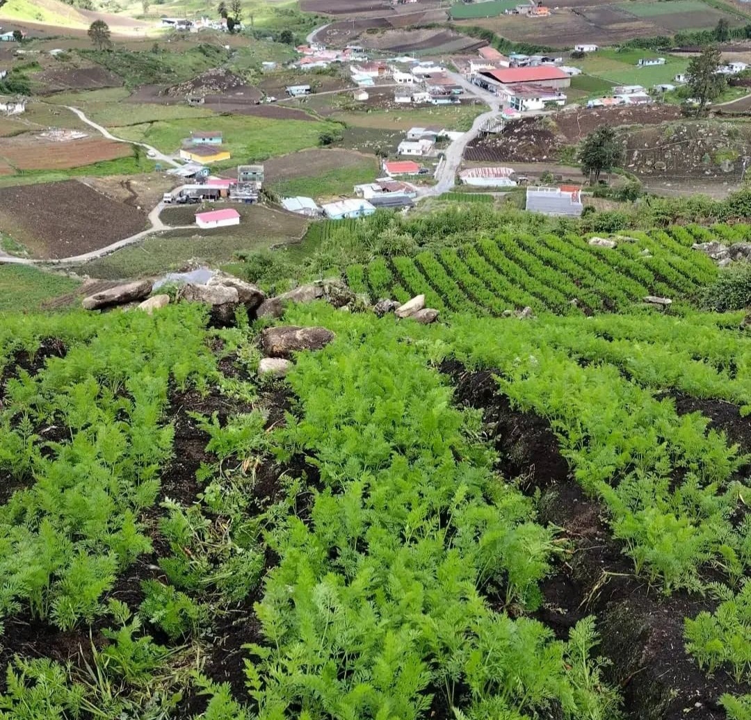 Maduro: Venezuela será una potencia en producción de alimentos orgánicos