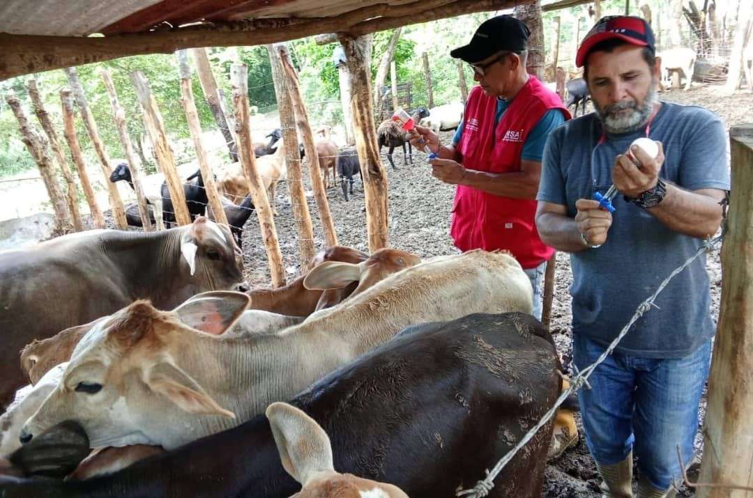 En Miranda vacunan 588 reses contra la fiebre aftosa