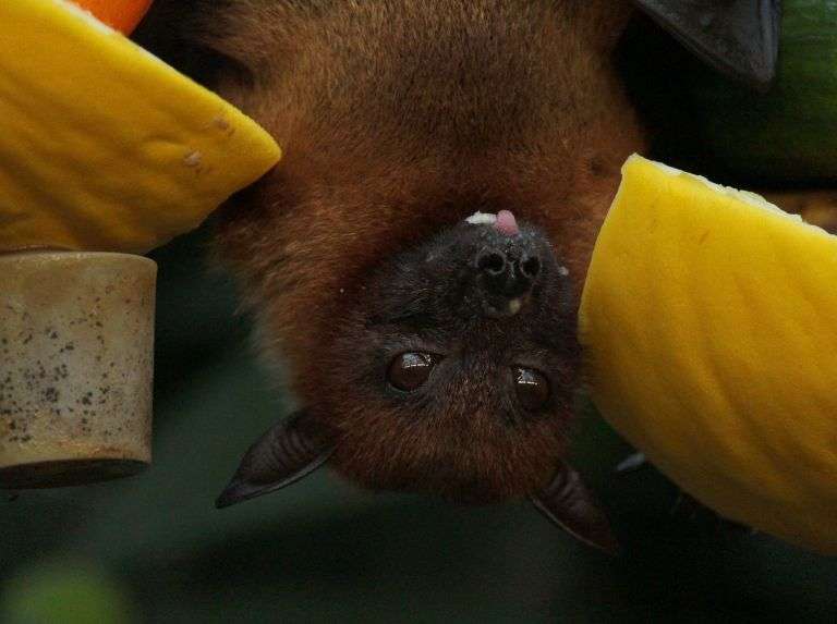 Murciélago muerde a Taylor Momsen durante concierto en Sevilla