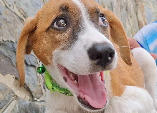 Misión Nevado premiará al mejor video que demuestre el amor por las mascotas