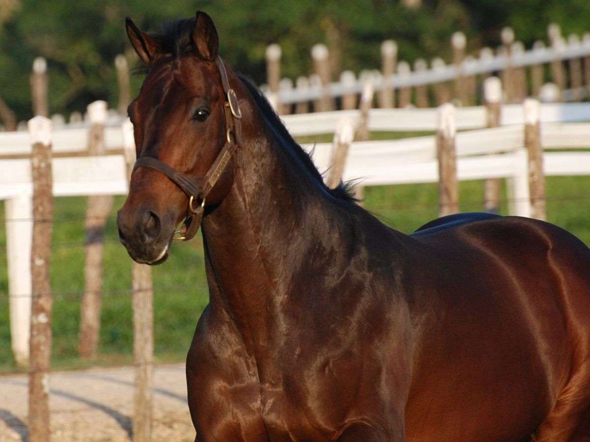 Murió caballo Sicótico, ganador del Caribe 2008