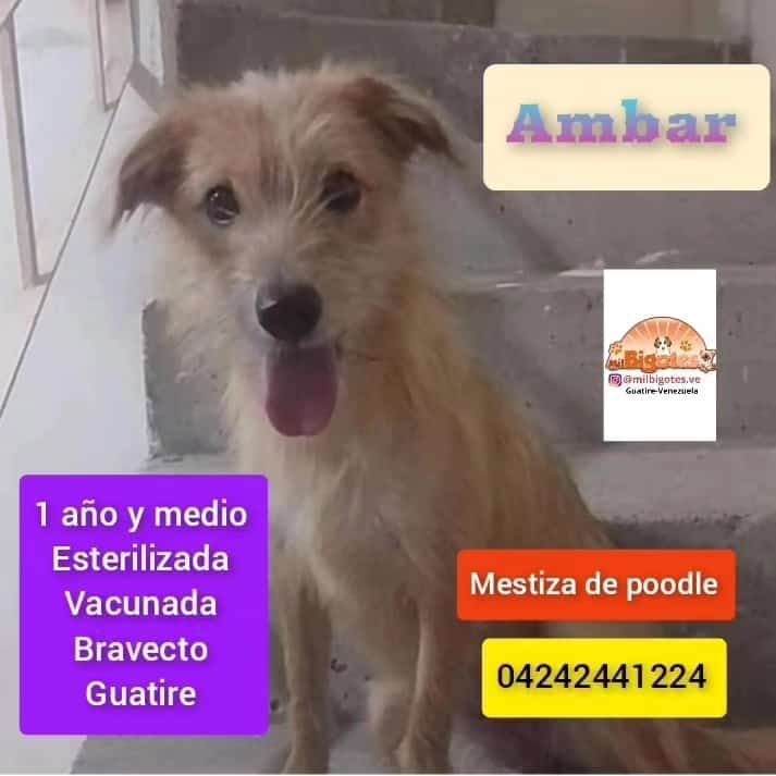 Cartelera de adopciones - Últimas Noticias