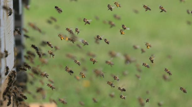 Ataque de abejas en Barinas deja más de 40 lesionados
