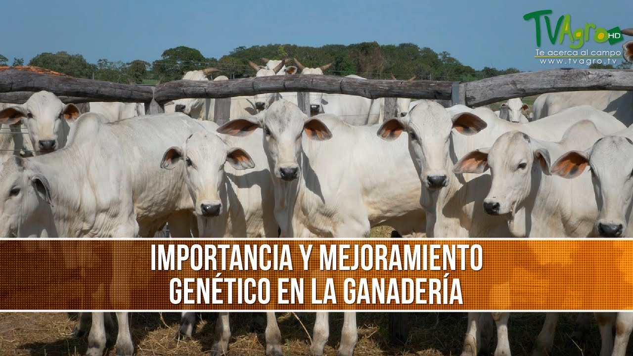 Mejoramiento Genético del Ganado: Una Apuesta por una Ganadería Más Sostenible 