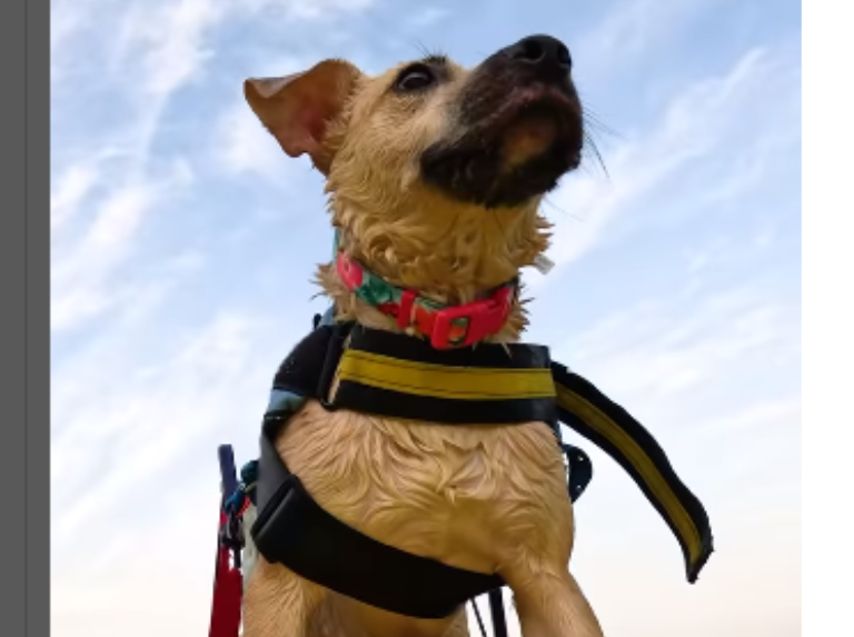 Un perrito, tras ser atropellado busca un hogar