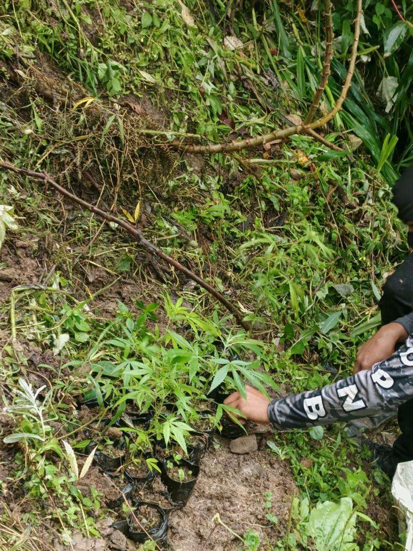 PNB destruye sembradío de marihuana en Mérida