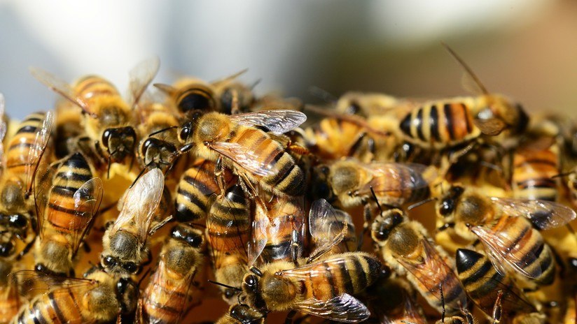Familia resultó severamente afectada en Táchira tras ataque de abejas: Su mascota murió