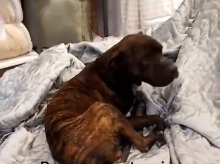Un perrito encontró refugiarse del frío entre sábanas exhibidas en una tienda