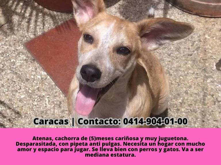 Cartelera de adopciones - Últimas Noticias