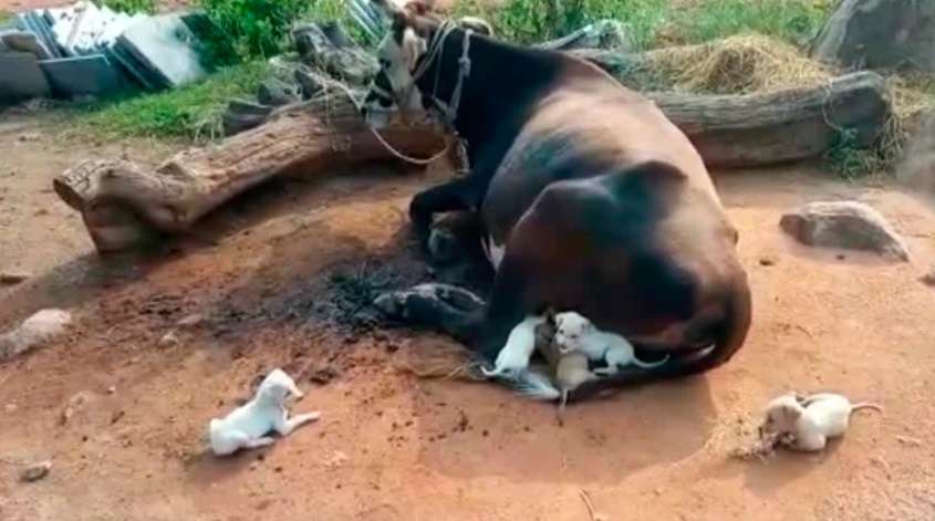 En La India una vaca alimenta a perritos como si fueran suyos