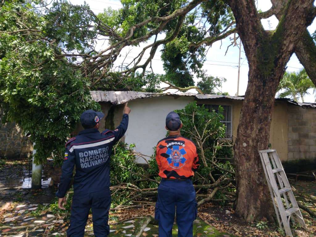 Viviendas afectadas y árboles caídos por lluvias en Cojedes