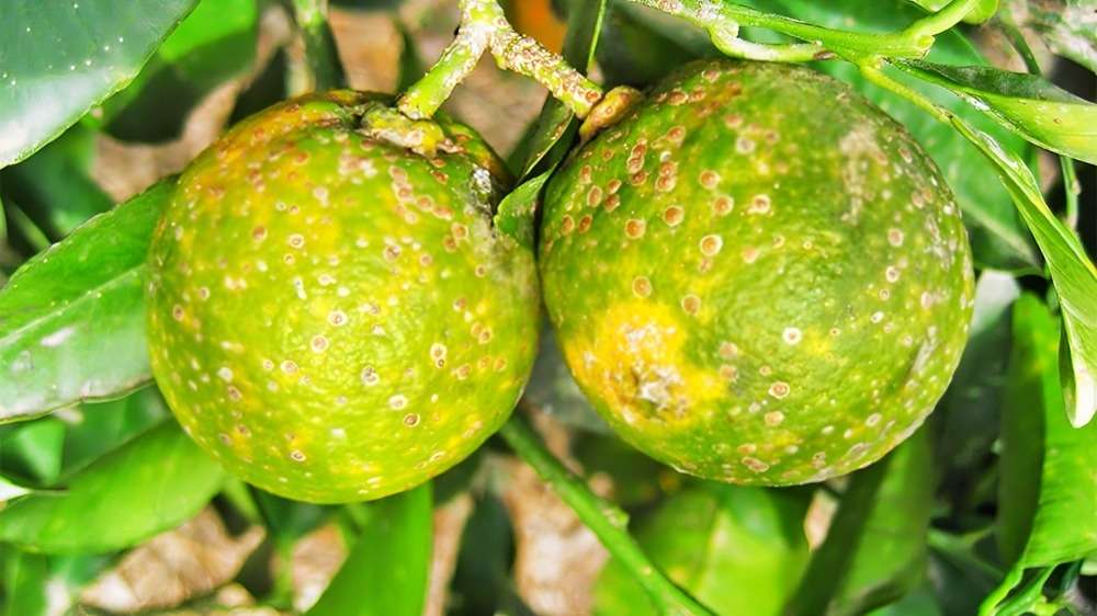 Impulsan diagnóstico del dragón amarillo