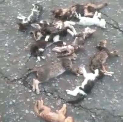 Denuncian matanza de gatos en Maracay