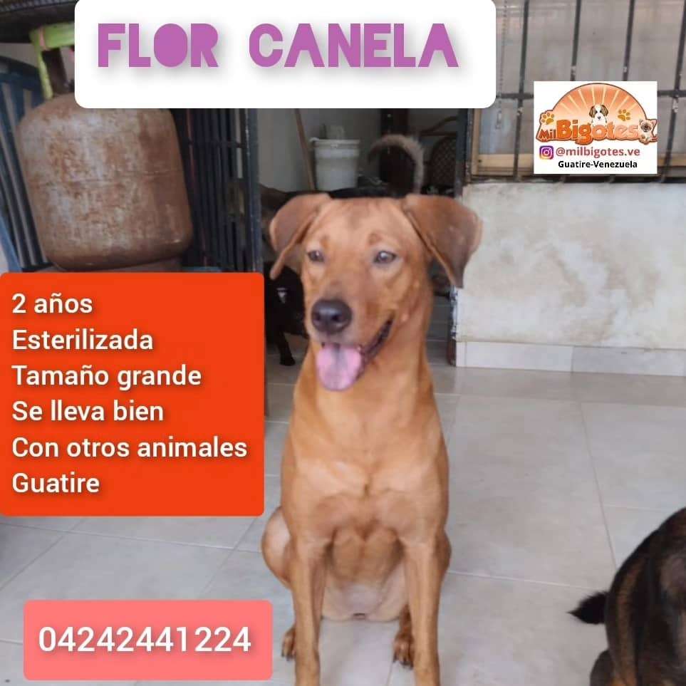 Cartelera de adopciones