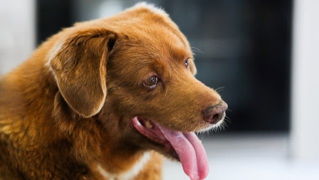 En España clonar animales se convirtió en el negocio redondo