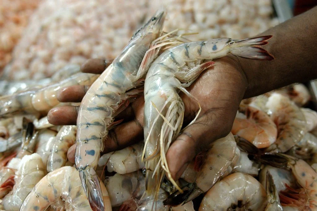 Camaroneros zulianos masificarán consumo de la proteína a precios asequibles