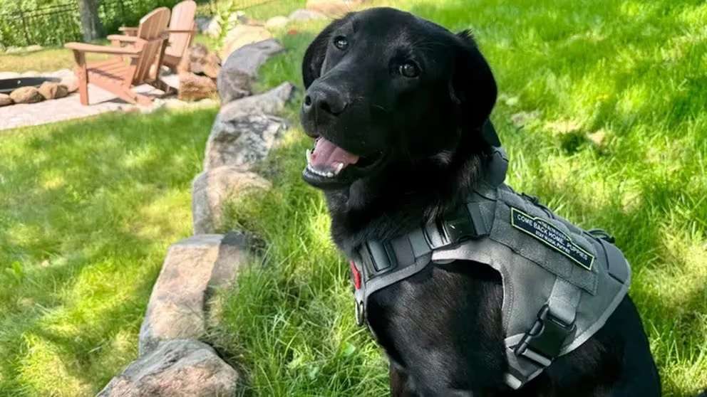 Una perra rescata a otros caninos con valentía