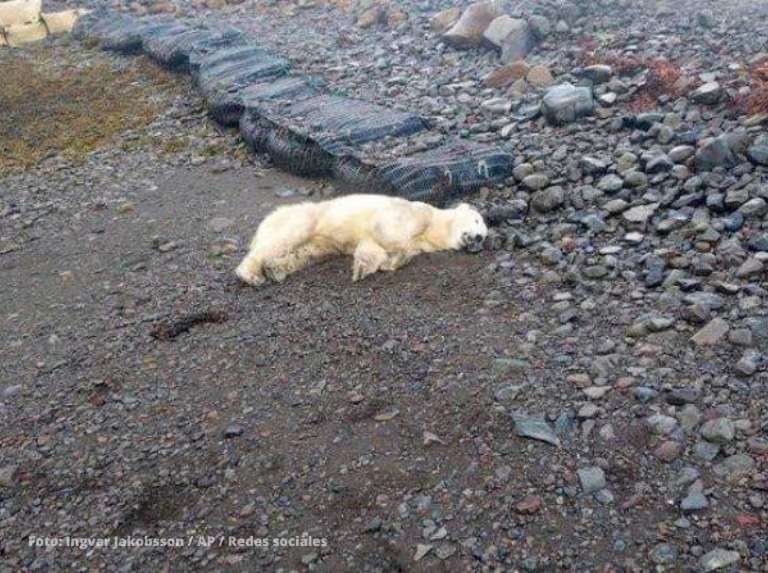 Un oso polar fue abatido en las costas de Islandia
