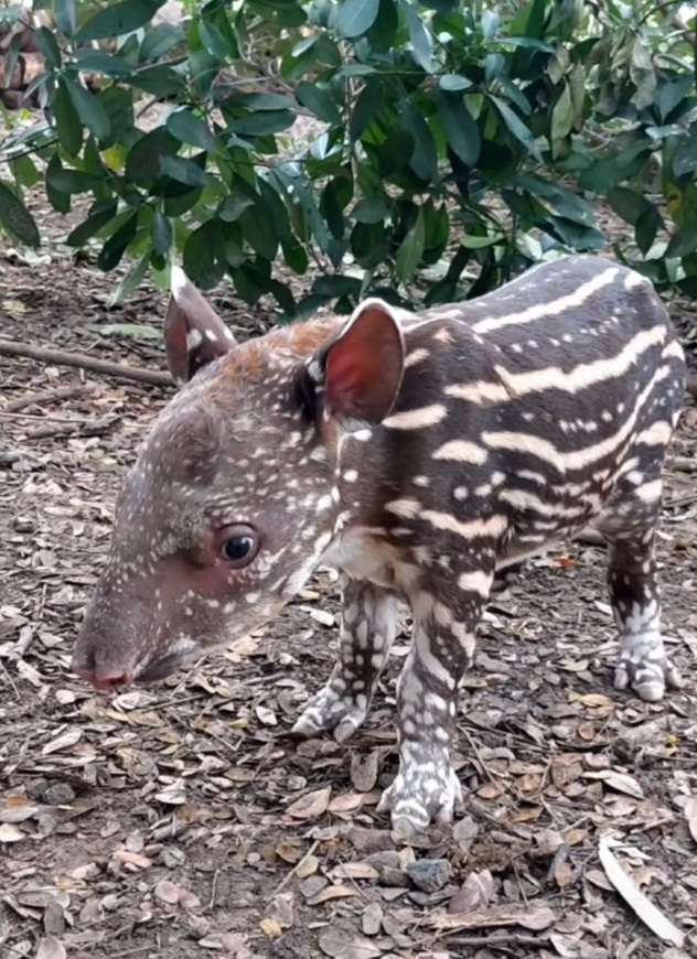 Una nueva danta nació en el Zoológico Leslie Pantin de Aragua