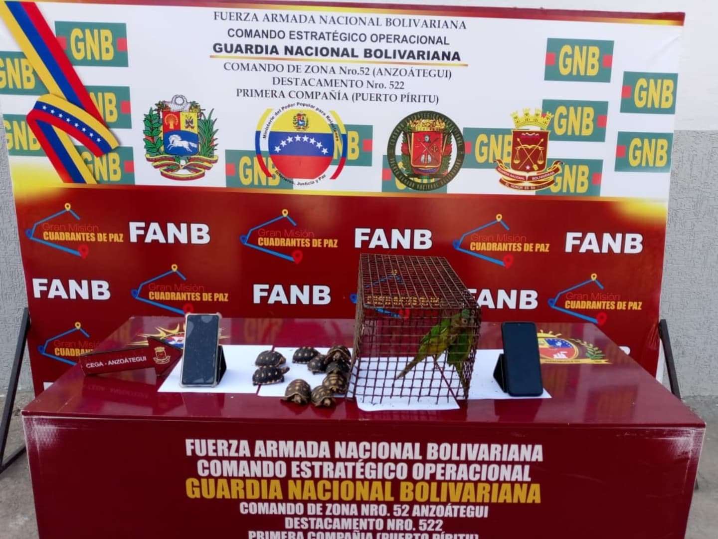 En Anzoátegui GNB dio golpe al tráfico ilícito de fauna silvestre