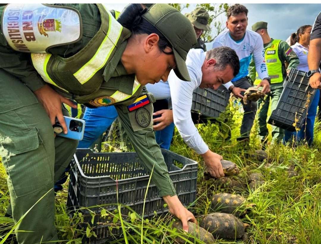 Liberan 443 morrocoyes sabaneros en Upata