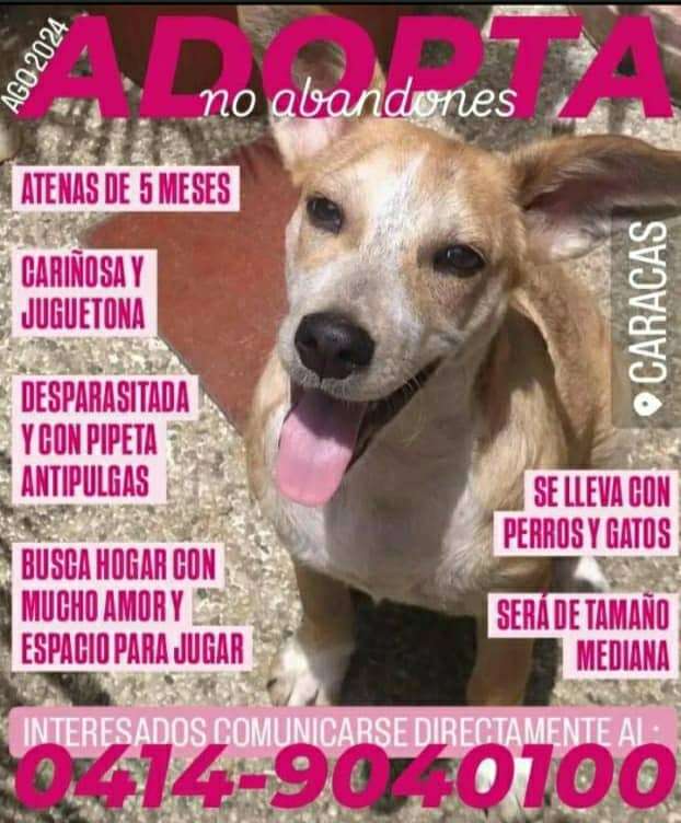Cartelera de adopciones - Últimas Noticias